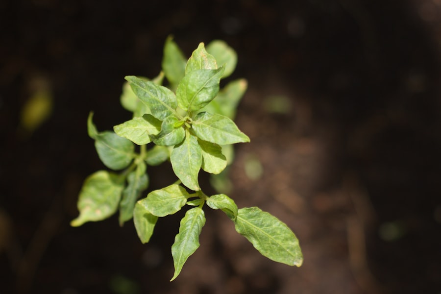 Sustainable Growth